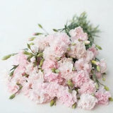40+ seeds / Heirloom Vintage Shell Pink Carnation Seeds / Edible Flower Seeds / Chabaud La France Dianthus / Non GMO