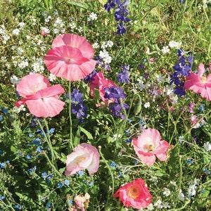 Mix flower seeds for shade