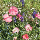 Mix flower seeds for shade