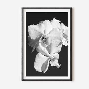 Floral Artwork, Dark Wall Art, White Orchid Photo, Black and White Photography, Flower Photography, Modern Minimalist Poster, Nature