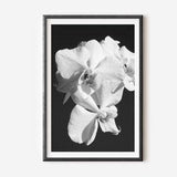 Floral Artwork, Dark Wall Art, White Orchid Photo, Black and White Photography, Flower Photography, Modern Minimalist Poster, Nature