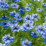100 Pcs Love in a Mist Blue Flower Seeds-FL656- Nigella Damascena Jewel Blue Flower