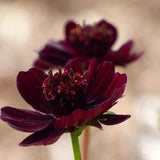 Chocolate Cosmos - 12 seeds - Cosmos atrosanguineus 'Black Magic'