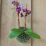 Orchid Pot Mesh Wall Orb Pot Orchid Pot Airplant Pot Wall Pot Hanging Pot Orchid Planter How To Care For An Orchid In A Pot