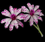 Double Pink Lily Flower Brooch Pin Enamel Large 3 3/4" Fuchsia Spots Vintage