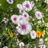 Centaurea Seeds (10) - Classic Magic Mix