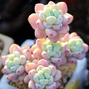 Tiscalatengo Gorge Sedum, 10 Seeds, Succulent Seeds