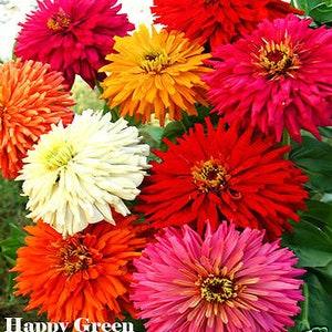 ZINNIA SUPER CACTUS Mixed - 120 seeds - Zinnia elegans chrysantha - Extra Large