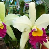 Rlc Pratum Green 'NN' Large and healthy blooming size cattleya orchid hybrid. 4.5