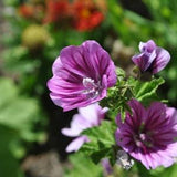 Malva Seeds (10) - Zebrina