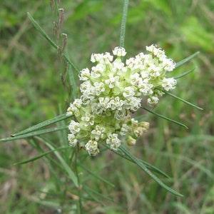 Whorled Milkweed (Asclepias verticillata) Packet of 12 seeds with New!