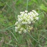 Whorled Milkweed (Asclepias verticillata) Packet of 12 seeds with New!