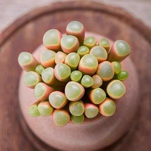 Fenestraria Aurantiaca 'Baby Toe', Rare Succulent Seeds, All-year seeds, 10 seeds