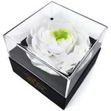 Fresh Cut Flower Preserved Peony for Women Mom Wife Girlfriend - White Fairy