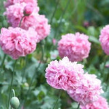 50 Pale Pink Peony Poppy / Paeony/ Pompom/ Flower Seeds/ Poppies / English Garden / Papaver somniferum / Paeoniifloum / Breadseed