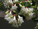Beaumontia Grandiflora Vine 10 Seeds, Fragrant Easter Lily Heralds Trumpet
