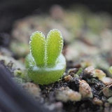 Bunny Succulent, 20 Seeds, Monilaria moniliformis, Succulent Seeds