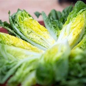 200 Seeds- Organic Little Gem Romaine  Lettuce Seeds - Z059- (Non GMO)