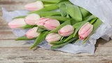 Tulip Bulbs Fresh Garden Bulbs All Season Planting Available Light Pink Flower
