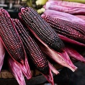 15 seeds Ruby Red Corn  Heirloom Variety Non GMO - Edible