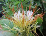Hedychium Ellipticum 50 Seeds, Shaving Brush Ginger Hardy Rock Butterfly Lily