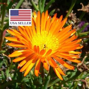 Lampranthus Aureus orange ice plant living stone succulent - 10 Seeds