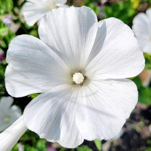 Rose Mallow seeds 2022