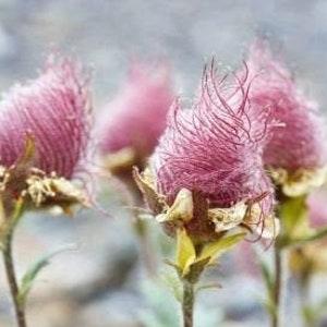 10 rare seeds Prairie Smoke, Indian Physic, Geum triflorum
