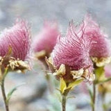 10 rare seeds Prairie Smoke, Indian Physic, Geum triflorum