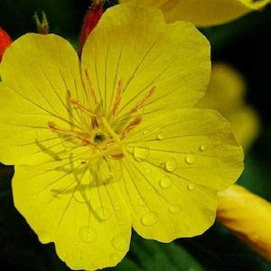 Evening Primrose Yellow Flower Seeds,"COOL BEANS N sprouts" Brand. Home Gardening.