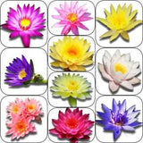 Random Selected Live Water Lily Tuber Aquatic Pond Plant Flower Koi Garden Yard