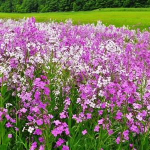 200+ Dame's Rocket Seeds-B646-Hesperis Matronalis-Showy Perennial