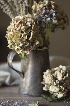 Hortensia sec : 6 astuces pour supprimer les fleurs fan??es apr??s l'??t?? - Mon Jardin & ma maison Flower Delivery