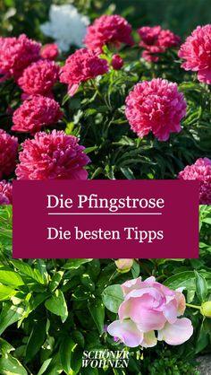 Die Pfingstrose Flower Delivery