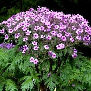 Pink GERANIUM Maderense MADEIRA CRANESBILL Herb Robert Many Blooms! 5 Seeds