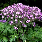 Pink GERANIUM Maderense MADEIRA CRANESBILL Herb Robert Many Blooms! 5 Seeds