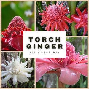 Torch Ginger 'Mixed' - Etlingera Elatior "Mix" - Rare 'Plant' Seeds - Bunga Kantan, White-Red, wild ginger, Philippine wax flower,Torch Lily