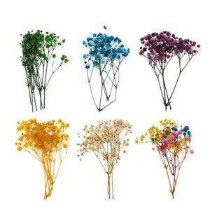 Beautiful Millions of Natural Pressed Dried Flowers Pressed