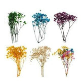 Beautiful Millions of Natural Pressed Dried Flowers Pressed
