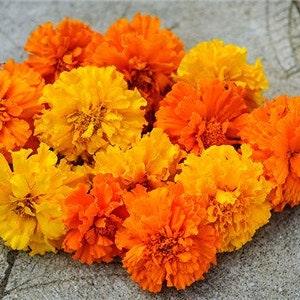 100+ Marigold Crackerjack Flower Seeds- Mixed African Marigold- TAGETES-Aztec Marigold-  Annual for full sun---B102