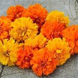 100+ Marigold Crackerjack Flower Seeds- Mixed African Marigold- TAGETES-Aztec Marigold-  Annual for full sun---B102