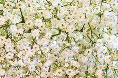 How to Dry Baby's Breath Flowers | ehow.com Flower Delivery