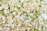 How to Dry Baby's Breath Flowers | ehow.com Flower Delivery
