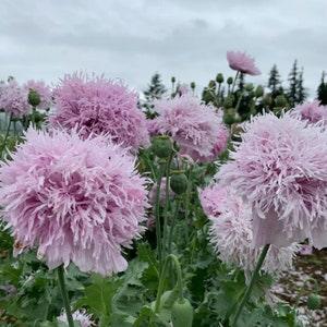 50 Lilac Pompon Poppy Seeds / Papaver somniferum / English Garden / Flower Seeds / Cloud Poppy Seeds  / Breadseed / Swan / Frilled / Fringe