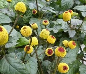 Acmella oleracea | Buzz Buttons | Electric Daisy | Toothache Plant | 20_Seeds