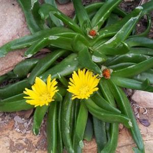 Exotic Tongue Leaf Succulent Glottiphyllum Longum 15 Seeds
