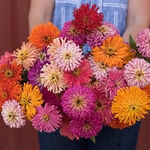 Giant Cactus Zinnias Seeds Mixed Colors 20 count