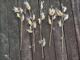 Milkweed Stems with Pods Bulk, 30 Stems with 1 to 6 Pods (some with floss/seeds)