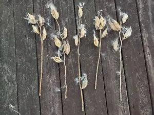Milkweed Stems with Pods Bulk, 100 Stems with 1 to 6 Pods some floss