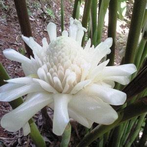 Torch Ginger 'White' - Etlingera Elatior "White" - Rare 'Plant' Seeds - Bunga Kantan, White-Green, Wild ginger, Philippine wax flower
